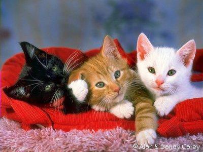 Chatons tt choux....!!