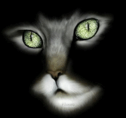 Cat...!!