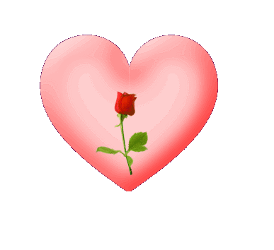 Rose...!!