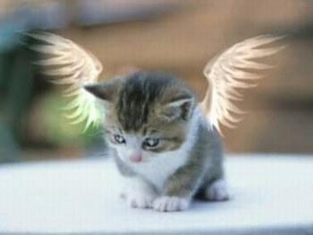 mon tit ange lol trop mimi...!!